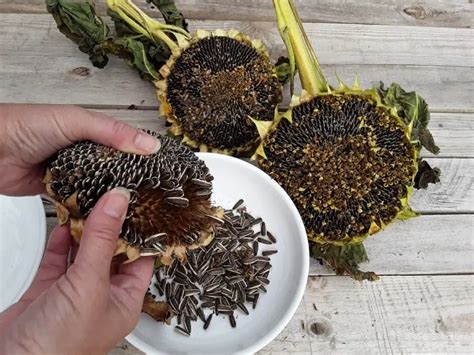 When To Harvest Sunflower Seeds. Harvesting sunflower seeds at the right time ensures the best flavor and quality. To determine when your sunflower seeds are ready for harvest, look for these signs: The back of the sunflower head has turned brown; The petals have withered and fallen off; The seeds are plump and hard